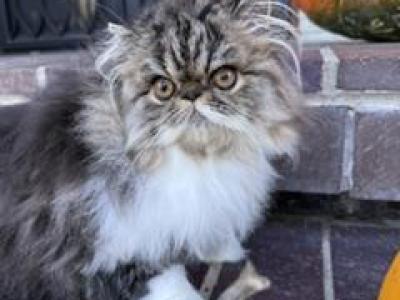 Brown Tabby & White Girl - Persian - Gallery Photo #1
