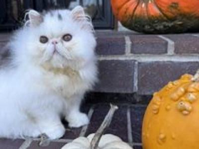 Brown Tabby & White Male - Persian - Gallery Photo #1