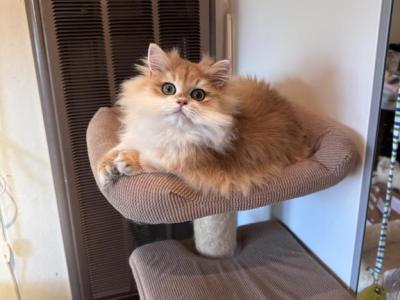 Barby - British Shorthair - Gallery Photo #1