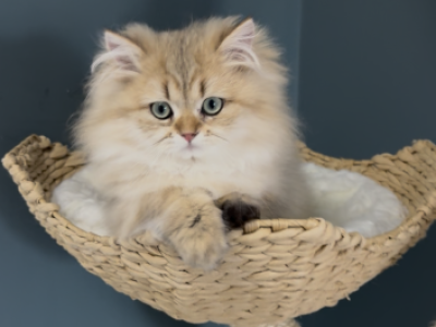 Tom - British Shorthair - Gallery Photo #1