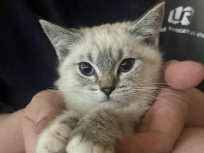 Ragamese - Siamese - Gallery Photo #1