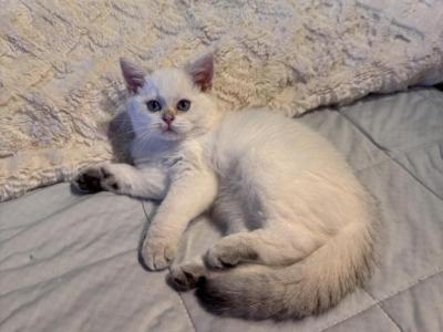 Kiki - British Shorthair - Gallery Photo #1