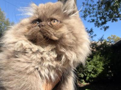 Willow - Persian - Gallery Photo #1
