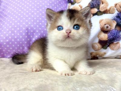 British Ivona - British Shorthair - Gallery Photo #1