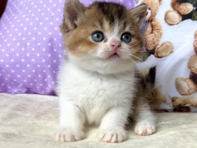 British Ivi - British Shorthair - Gallery Photo #1