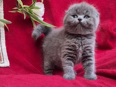Scottish Lexi - Scottish Fold - Gallery Photo #1