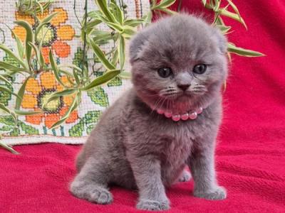 Scottish Lucas - Scottish Fold - Gallery Photo #1