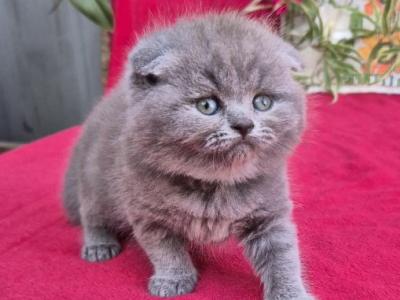 Scottish Lola - Scottish Fold - Gallery Photo #1