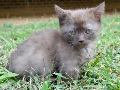Squishy's Babies - Minuet - Gallery Photo #1