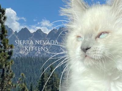 Sierra Nevada Kittens - Exotic - Gallery Photo #1