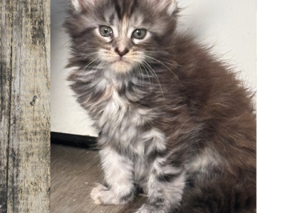 Precious - Maine Coon - Gallery Photo #1