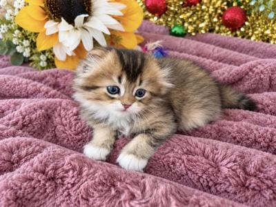 Fluffy Scottish Fold Longhair Boy - Scottish Fold - Gallery Photo #1