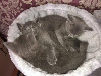 Russian Blue Kittens - Russian Blue - Gallery Photo #1