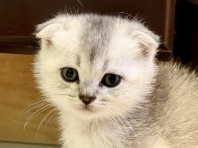Mochi - Scottish Fold - Gallery Photo #1