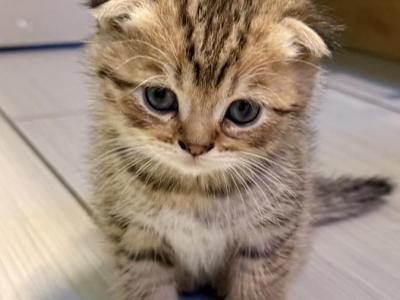 Brownie - Scottish Fold - Gallery Photo #1