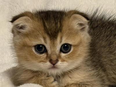 Coco - Scottish Fold - Gallery Photo #1