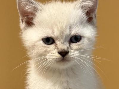Marshmallow - Scottish Straight - Gallery Photo #1