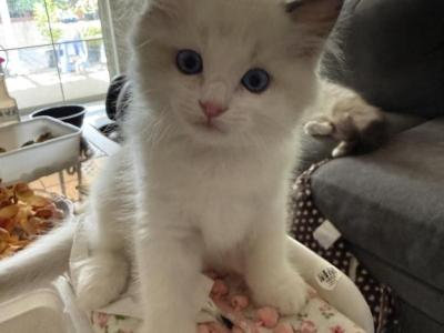 Dose - Ragdoll - Gallery Photo #1