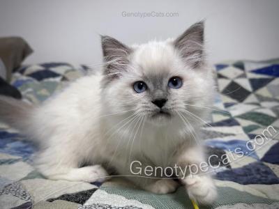 Miranda - Ragdoll - Gallery Photo #1