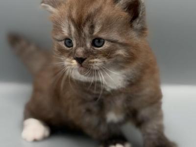 C1 - Siberian - Gallery Photo #1
