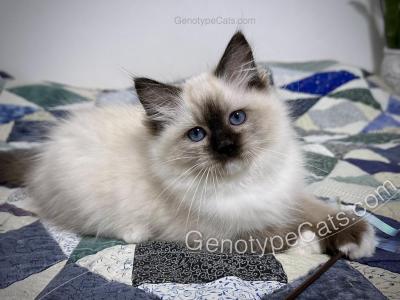 Minerva - Ragdoll - Gallery Photo #1