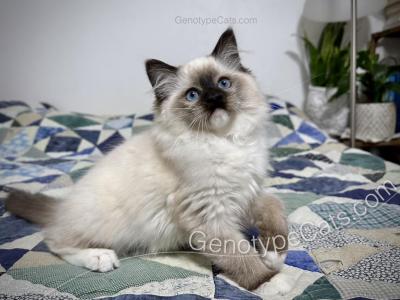 Millicent - Ragdoll - Gallery Photo #1