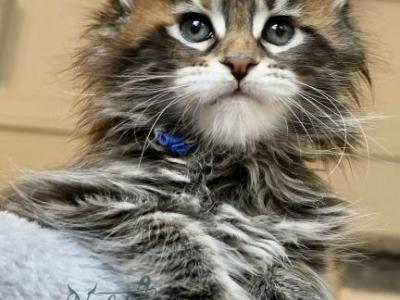 Athena - Maine Coon - Gallery Photo #1