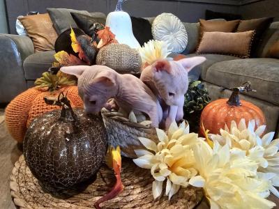 Ligor - Sphynx - Gallery Photo #1