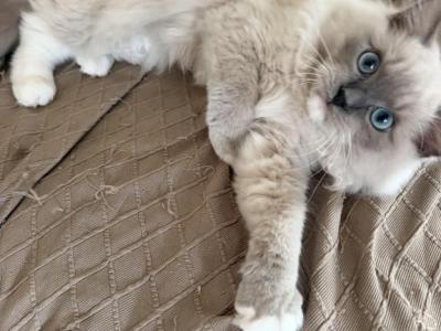 Blue Mitted Ragdoll Kitten - Ragdoll - Gallery Photo #1