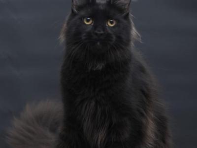 Flora - Maine Coon - Gallery Photo #1