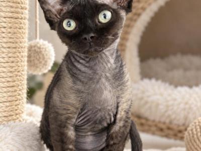Black Devon Rex - Devon Rex - Gallery Photo #1