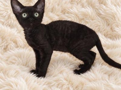 Devon Rex Black - Devon Rex - Gallery Photo #1