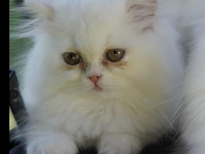 Tiffany - Persian - Gallery Photo #1