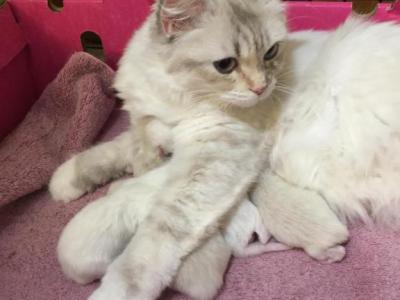 Chanels Purebred Ragdoll Babies - Ragdoll - Gallery Photo #1