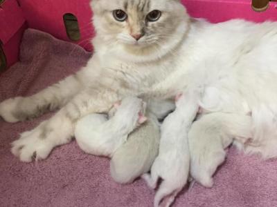 Chanels Purebred Ragdoll Babies - Ragdoll - Gallery Photo #1