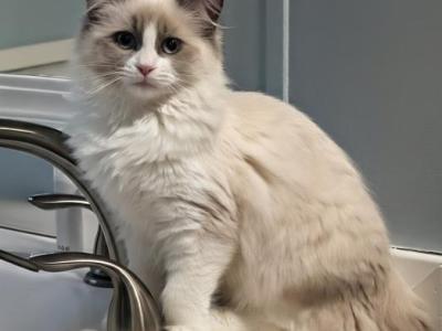 Sunnie - Ragdoll - Gallery Photo #1