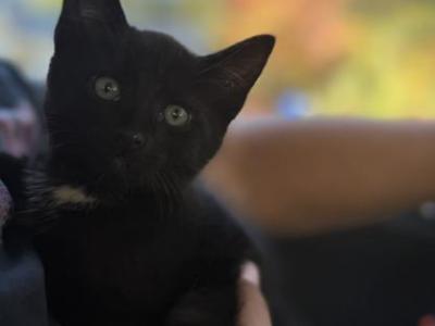 Jack - Domestic - Gallery Photo #1