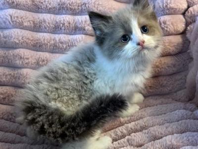 TICA Registered Male Kitten - Ragdoll - Gallery Photo #1