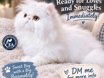 White Male Persian - Persian - Gallery Photo #1
