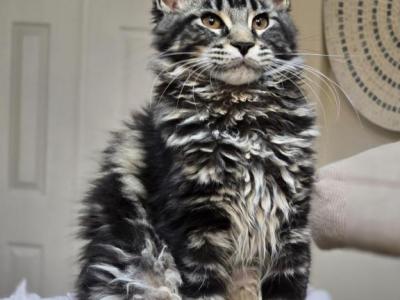 Maine Coon Beutiful Color Female - Maine Coon - Gallery Photo #1