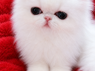 White Persian Female - Persian - Gallery Photo #1