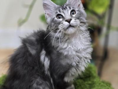 Maine Coon  Male - Maine Coon - Gallery Photo #1