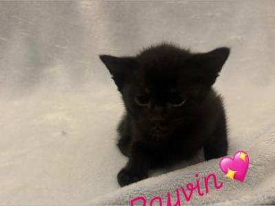 Rayvin - Domestic - Gallery Photo #1