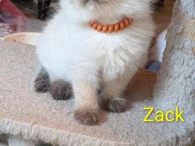Zack - Ragdoll - Gallery Photo #1
