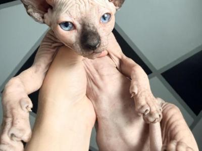 Zeus - Sphynx - Gallery Photo #1