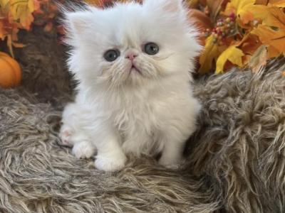 Olaf - Persian - Gallery Photo #1
