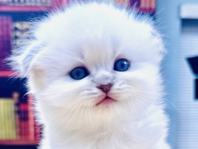 Sweetie - Scottish Fold - Gallery Photo #1