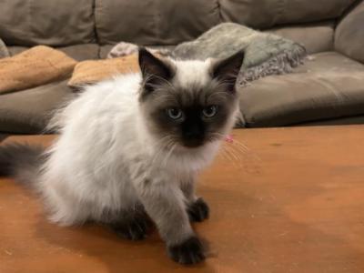 Ziti - Himalayan - Gallery Photo #1