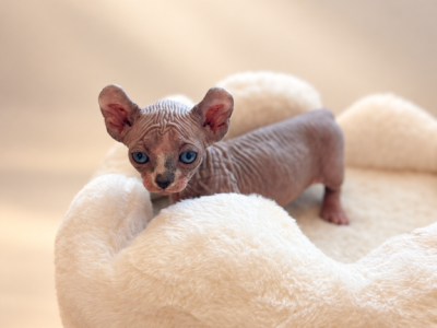 Mochi Dwelf - Sphynx - Gallery Photo #1