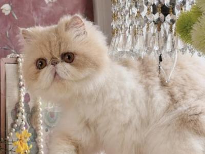 Peach - Persian - Gallery Photo #1